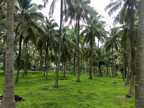 33-Cent Farm/Thope Land for Sale near Palavilai – 16 ft Road Access