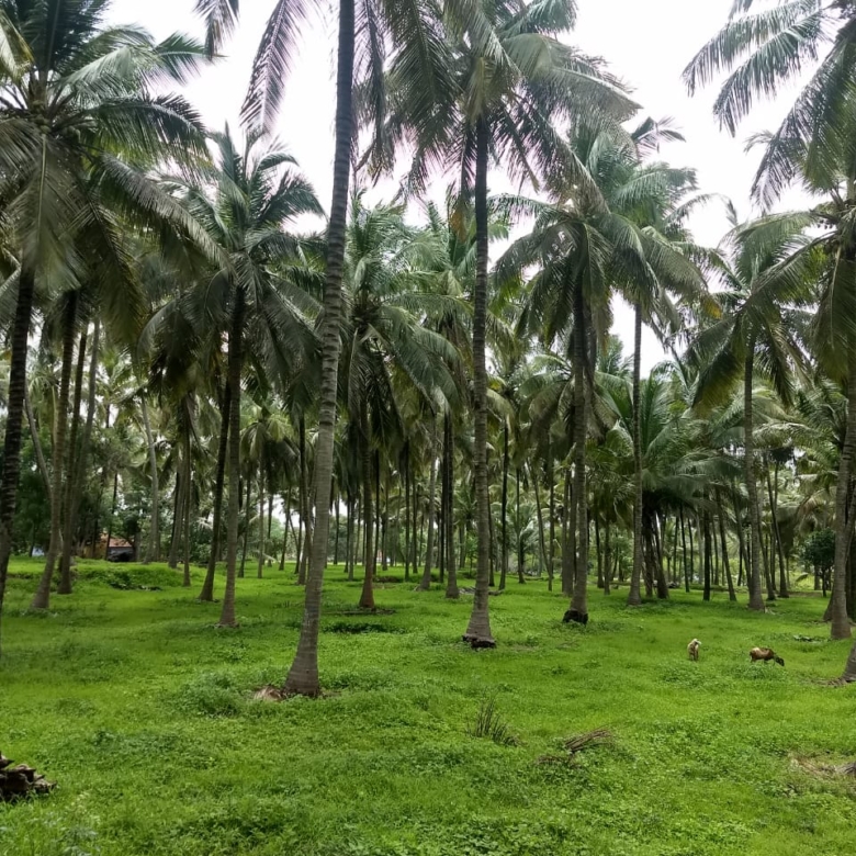 33-Cent Farm/Thope Land for Sale near Palavilai – 16 ft Road Access